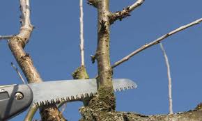 Garden & landscape · 10 years ago. How To Cut Tree Limbs Over A House