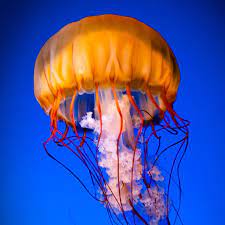 Maybe you would like to learn more about one of these? Visit The Vancouver Aquarium From Virtually Anywhere Stayvancouverhotels Com Blog