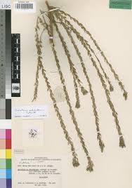 Image result for Crotalaria schliebenii