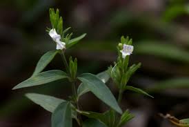 Image result for Hypoestes forskaolii