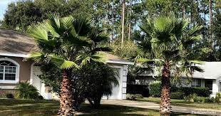 To find high quality washingtonia robusta, trachycarpus fortunei, phoenix dactylifera a. Washingtonia Robusta How To Grow And Care For Mexican Fan Palm