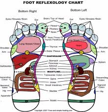 31 printable foot reflexology charts maps template lab