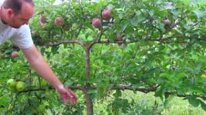 Maybe you would like to learn more about one of these? How To Grow Espalier Fruit Trees Garden And Happy