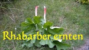 Also nun ist die richtige zeit ihren rhabarber zu ernten. Rhabarber Ernten Wann Erntet Man Rhabarber Rhabarber Ernte Youtube