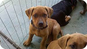 We did not find results for: Bakersfield Ca Doberman Pinscher Meet Fred A Pet For Adoption