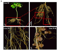 Image result for Aeschynomene pawekiae