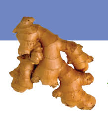 94 free images of ginger flower. Ginger How Long Does It Take To Grow And Harvest Ginger