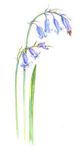 Images Of Bluebells To Help Me Illustrate A Bluebell Wood Bluebell Tattoo Blue Bell Flowers Oak Leaf Tattoos