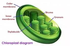 Check spelling or type a new query. Why Are Chloroplasts Found In A Plant Cell Quora