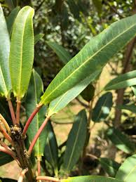 Image result for Sapium