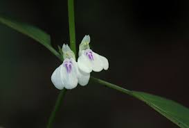 Image result for Justicia protracta