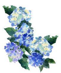 Hydrangea The Sketch Book Inslee Haynes Watercolor Hydrangea Watercolor Flowers Art