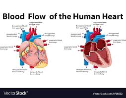 blood flow of the human heart