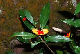 Image result for Pittosporaceae