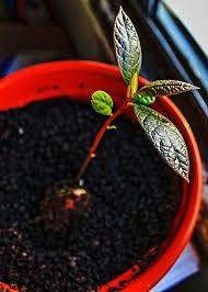 They can grow to between 20 and 40 feet, but are quite happy if you keep them pruned indoors. How To Successfully Grow An Avocado Tree In A Pot