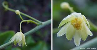 Image result for Adenia gummifera