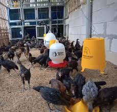 Simak pakan alami terbaik untuk ayam di sini! Sapta Usaha Ayam Buras Bagian 1 Berita Disnakan Kabupaten Temanggung