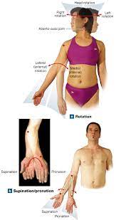 9 3 Diarthroses The Different Types Of Synovial Joints Allow A Wide Range Of Skeletal Movements Synovial Joint Joint Kinesiology