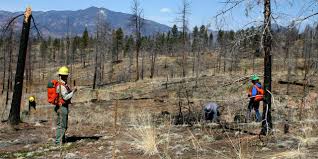 This procedure involves trimming the roots of the tree six months before the transplant. See How A Forest Is Replanted Replanting Our Nation S Forests At Arborday Org