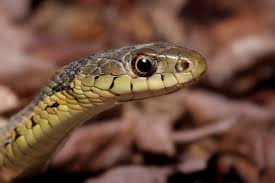 What Do Baby Snakes Eat