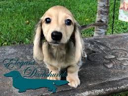 Black And Cream Dapple Dachshund Pin On Creams By Elegant Dachshunds