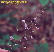 Image result for Hylodesmum