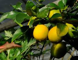 About the nagami kumquat native to china, the nagami kumquat was first brought to the united states in 1850. Oh Come All Ye Kumquats Growing With Plants