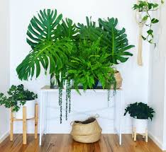 My Lush Indoor Garden In The Entrance Of Our House Plants Jungle Greenery Pot Plants Urban Jungle Monstera Plants Indoor Plants Indoor Garden