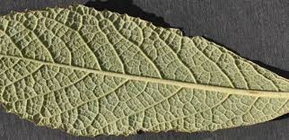 Image result for Tarchonanthus trilobus