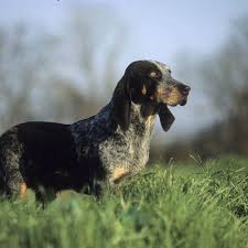 Chiens De Chasse Bleus Liste Et Photos De Races Ooreka