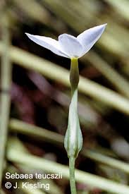 Image result for Sebaea