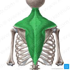 Während der übung fassen sie die seitlichen stangen und ziehen ihren körper nach oben, bis das kinn die stangenhöhe erreicht. 9 M Trapezius Trapezmuskel Flashcards Quizlet