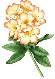 We did not find results for: Rhododendrons For The Bay Area Garden Berkeley Horticultural Nursery Berkeley Horticultural Nursery
