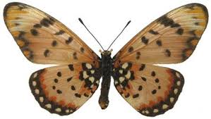 Image result for Paropsia brazzeana