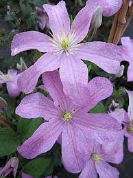 We did not find results for: Clematis Comtesse De Bouchaud 60 100 Cm Waldrebe Klematis