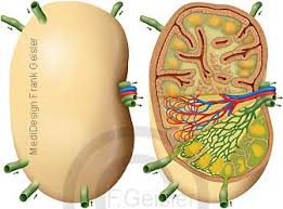 Das lymphsystem des menschen das lymphsystem des menschen, auch lymphatisches system genannt, ist neben dem blutkreislauf eines der wichtigsten transportsysteme im menschlichen körper und. Anteile Und Funktion Lymphsystem