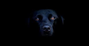 Check spelling or type a new query. Stop Makan Anjing Dengan Sayur Kol Thelittlefriend Com