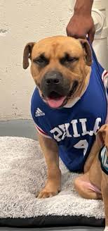 Lost puppy in Philadelphia, PA