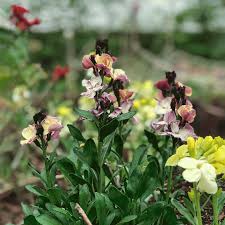 Eilean donan castle can be seen in the background. How To Grow Wallflowers Snapdragon Life