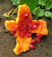 Image result for Momordica cissoides