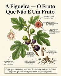O figo não é uma fruta no sentido botânico estrito. É um sicônio — um receptáculo carnoso que cresceu para dentro de si mesmo durante o desenvolvimento, enclausurando centenas de flores minúsculas