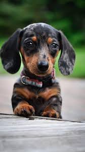 Dachshund Products Apparel And Gifts 2020 Kopek Hayvanlar Alemi Hayvanlar