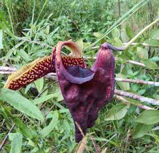 Image result for Aristolochia ringens