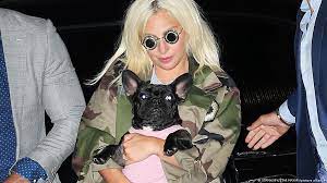 Lady gaga took to instagram to address the harrowing incident that took my beloved dogs koji and gustav were taken in hollywood two nights ago, lady gaga wrote. Lady Gaga S Dogs Kidnapped Dog Walker In Critical Condition News Dw 25 02 2021