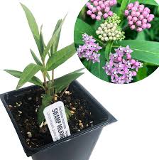 Image result for Asclepias