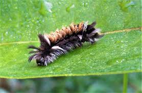 We did not find results for: It S In Your Nature Some Common Caterpillars Times News Online