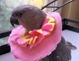 Birds Be Safe Collar Curbing Hormonal Behavior In Parrots Bird Collar Pet Birds Parrots Parrot