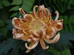Title Image Flowers Photography Flowers Nature Chrysanthemum Flower