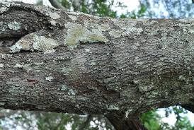 Image result for Cryptosepalum exfoliatum