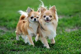 Hi, also es dauert schon mind. Chihuahua Wissenswertes Zur Kleinsten Rasse Der Welt Deinetierwelt